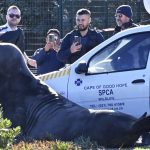 ‘how-did-you-get-here?’-large-elephant-seal-found-lumbering-along-south-african-street