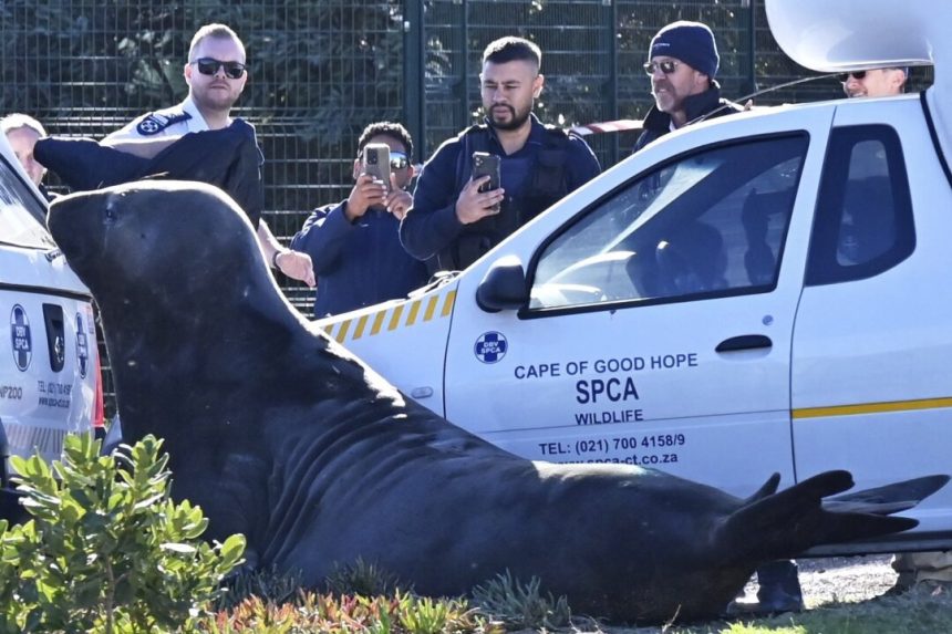 ‘how-did-you-get-here?’-large-elephant-seal-found-lumbering-along-south-african-street