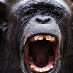 animals-can’t-talk-like-humans-do-–-here’s-why-the-hunt-for-their-languages-has-left-us-empty-handed
