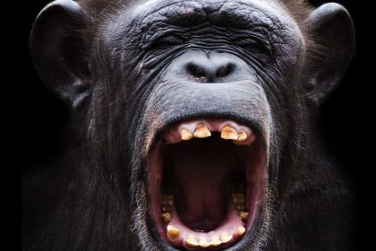 animals-can’t-talk-like-humans-do-–-here’s-why-the-hunt-for-their-languages-has-left-us-empty-handed