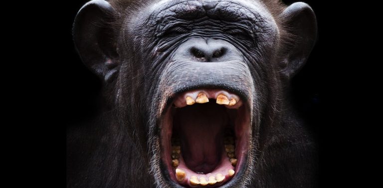 animals-can’t-talk-like-humans-do-–-here’s-why-the-hunt-for-their-languages-has-left-us-empty-handed