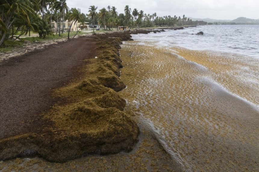 scientists-say-record-amount-of-seaweed-hit-the-caribbean-and-nearby-areas-in-may