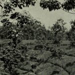 how-ongoing-deforestation-is-rooted-in-colonialism-and-its-management-practices