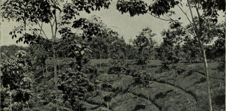 how-ongoing-deforestation-is-rooted-in-colonialism-and-its-management-practices