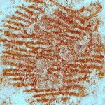 oldest-known-human-fingerprint-discovered-on-ancient-neanderthal-artwork-–-with-help-from-spain’s-forensic-police