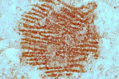 oldest-known-human-fingerprint-discovered-on-ancient-neanderthal-artwork-–-with-help-from-spain’s-forensic-police