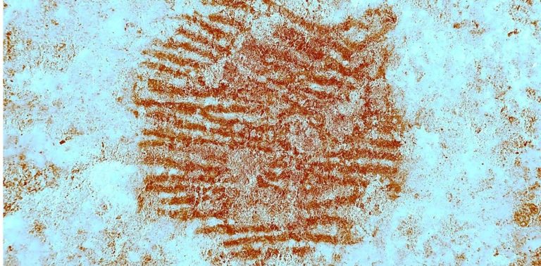 oldest-known-human-fingerprint-discovered-on-ancient-neanderthal-artwork-–-with-help-from-spain’s-forensic-police