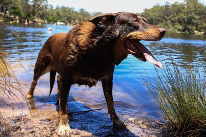 fatal-parasite-disease-in-pets-on-the-rise,-researchers-find