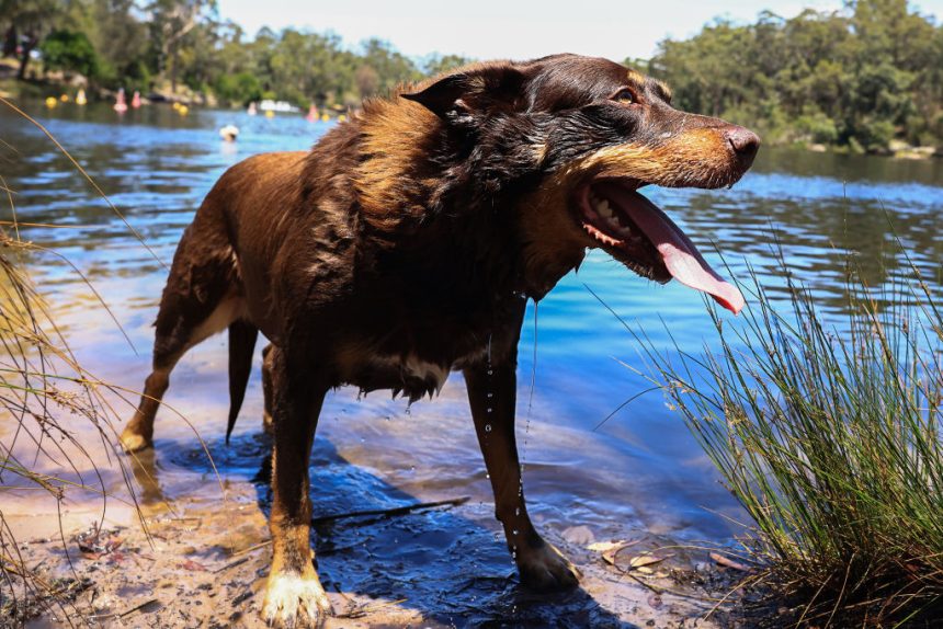 fatal-parasite-disease-in-pets-on-the-rise,-researchers-find