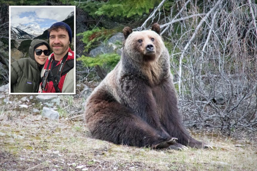 ‘the-bear-was-just-kind-of-hanging-out’:-banff-man-captures-shots-of-huge-grizzly-relaxing-by-highway