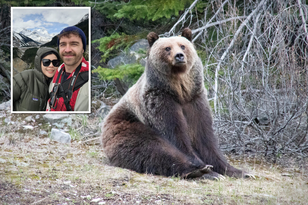‘the-bear-was-just-kind-of-hanging-out’:-banff-man-captures-shots-of-huge-grizzly-relaxing-by-highway