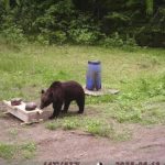 lithuanian-hunters-refuse-a-government-request-to-shoot-a-wild-bear-in-the-capital