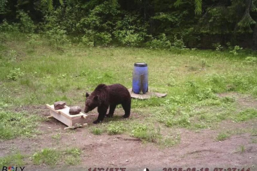 lithuanian-hunters-refuse-a-government-request-to-shoot-a-wild-bear-in-the-capital