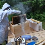 unstung-heroes:-canada’s-honey-bees-are-not-disappearing—they’re-thriving