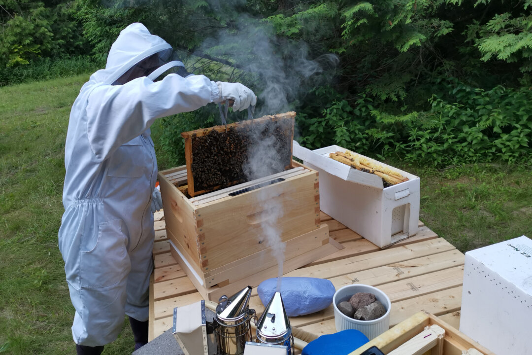 unstung-heroes:-canada’s-honey-bees-are-not-disappearing—they’re-thriving