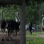 federal-appeal-court-grants-bc-ostriches-stay-of-cull-pending-appeal