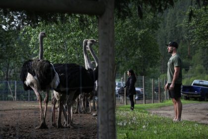 federal-appeal-court-grants-bc-ostriches-stay-of-cull-pending-appeal