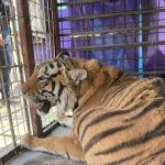 mexican-authorities-seize-caged-tiger-found-in-auto-parts-lot