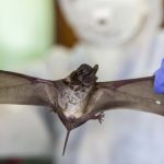 scientists-find-new-bat-viruses-in-china,-linked-to-deadly-hendra-and-nipah-viruses