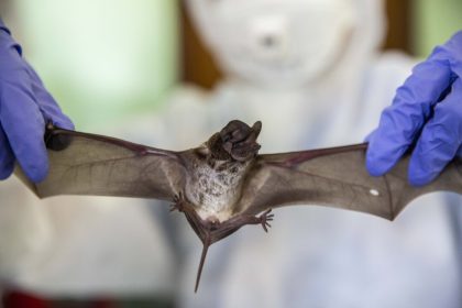 scientists-find-new-bat-viruses-in-china,-linked-to-deadly-hendra-and-nipah-viruses