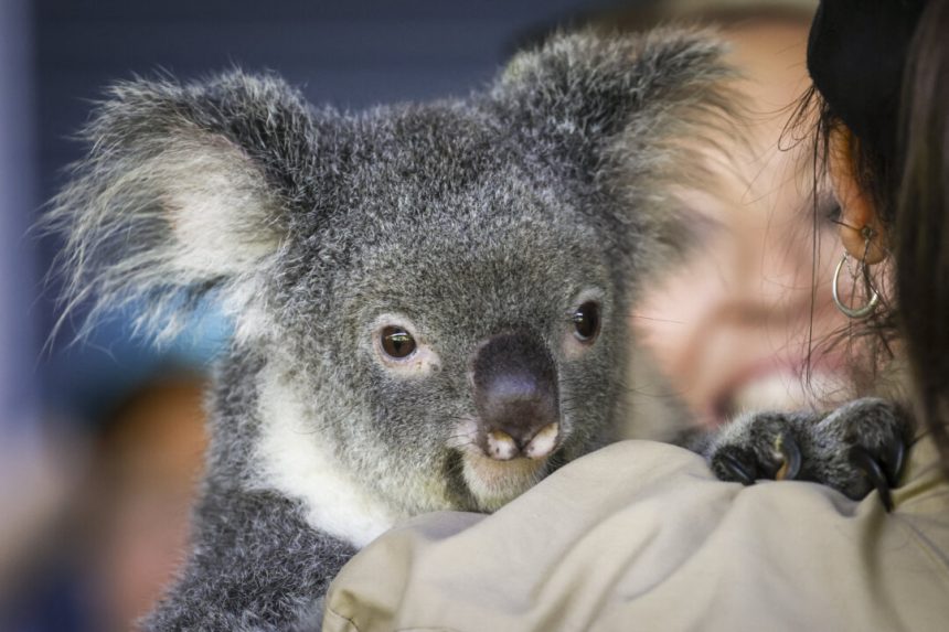 animal-rights-group-takes-government-to-court-over-1,000-koala-cull