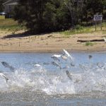 invasive-carp-threaten-the-great-lakes-−-and-reveal-a-surprising-twist-in-national-politics