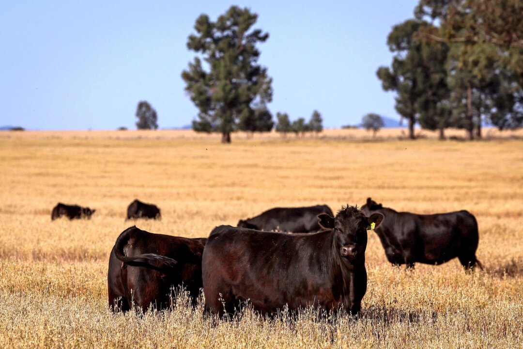 meat-industry-body-retreats-from-net-zero-by-2030-target meat-industry-body-retreats-from-net-zero-by-2030-target