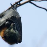 do-‘not-touch-bats’:-first-nsw-man-dies-from-australian-bat-lyssavirus.