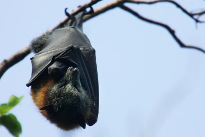 do-‘not-touch-bats’:-first-nsw-man-dies-from-australian-bat-lyssavirus.