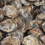 cfia-detects-first-cases-of-dermo-in-pei,-quebec-oysters