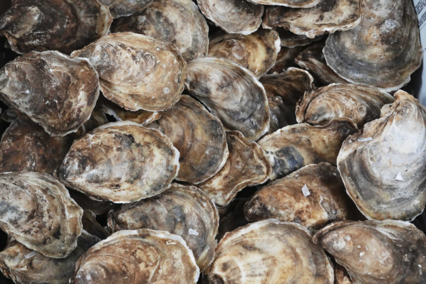 cfia-detects-first-cases-of-dermo-in-pei,-quebec-oysters