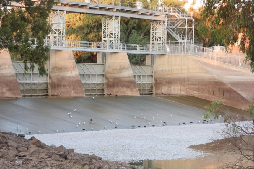 thousands-of-fish-found-dead-in-western-nsw-lake
