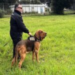 italy-outraged-at-killing-of-police-bloodhound,-found-dead-after-eating-food-laced-with-nails