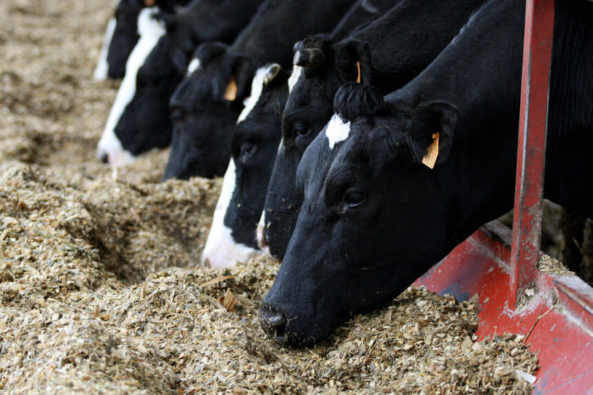 eu-finalizes-anti-dumping-duty-on-lysine-imports-from-china