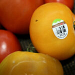 us-imposes-17-percent-tariff-on-fresh-tomato-imports-from-mexico