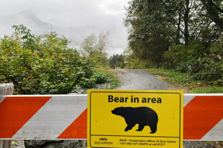 man-seriously-injured-in-bc-grizzly-bear-attack-in-kootenay-region