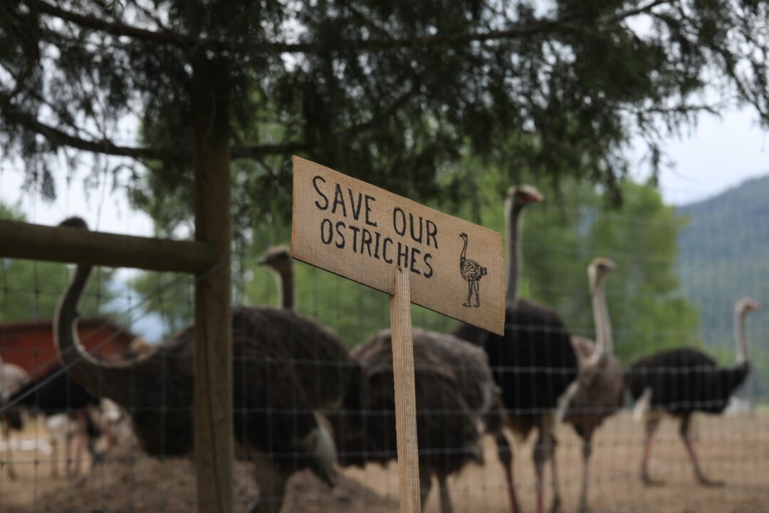 american-billionaire-says-he’s-willing-to-help-bc-ostrich-farm-battle-cull-order-if-asked american-billionaire-says-he’s-willing-to-help-bc-ostrich-farm-battle-cull-order-if-asked