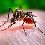 ccp-launches-chikungunya-virus-testing-in-foshan,-sparking-fears-of-lockdown