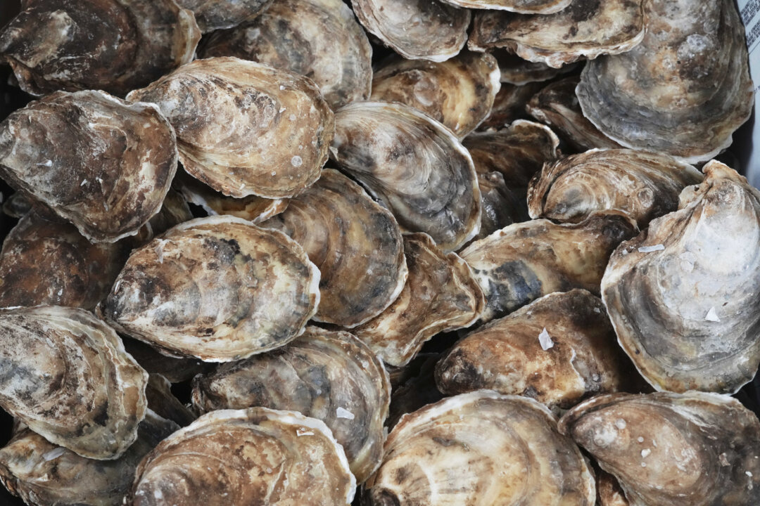 new-virus-found-in-farmed-pacific-oysters-during-bc-die-off,-scientists-say new-virus-found-in-farmed-pacific-oysters-during-bc-die-off,-scientists-say
