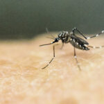 chikungunya-in-southern-china:-what-you-need-to-know-about-the-2025-outbreak
