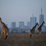 6-killed-in-air-ambulance-crash-just-outside-kenya’s-capital