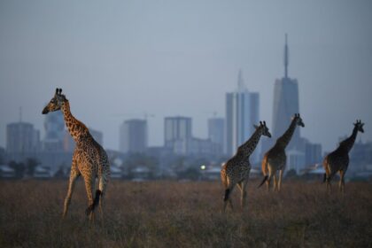 6-killed-in-air-ambulance-crash-just-outside-kenya’s-capital