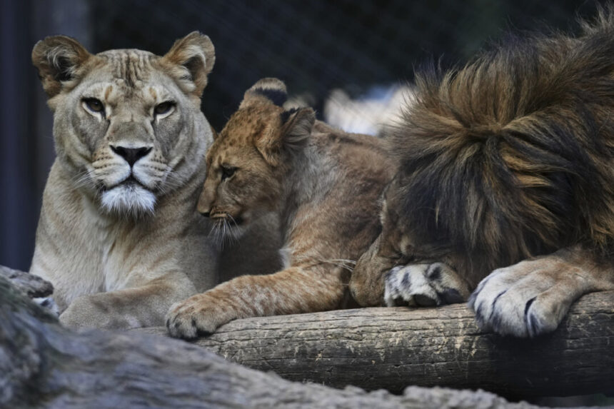 czech-zoo-welcomes-4-rare-barbary-lion-cubs-whose-population-is-extinct-in-the-wild
