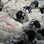push-to-cut-livestock-for-climate-goals-worries-uk-farmers,-ecologists