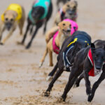 tasmania-to-phase-out-greyhound-racing-by-2029