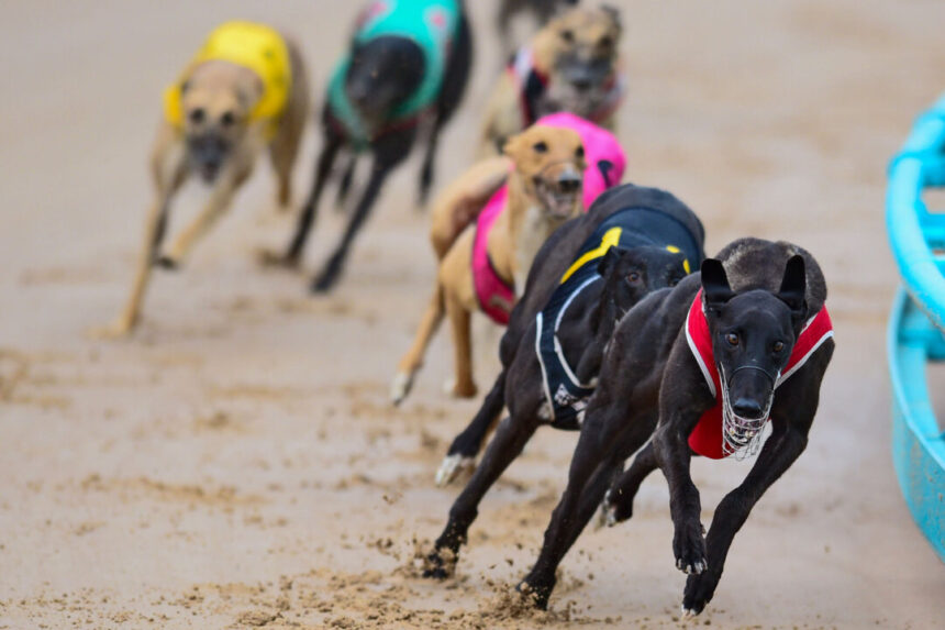 tasmania-to-phase-out-greyhound-racing-by-2029