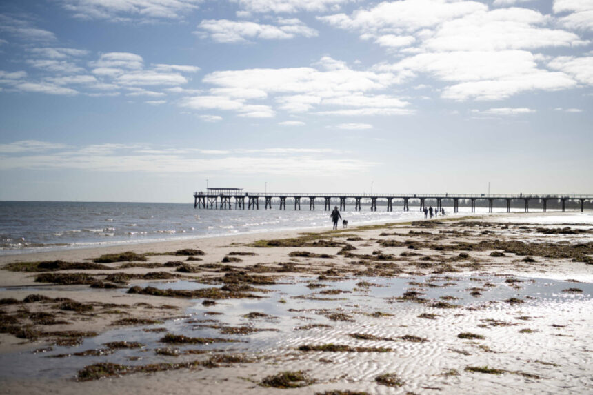 albanese-to-visit-south-australia-over-algal-bloom-crisis