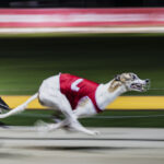 greyhound-ban-could-cut-jobs-in-feed,-fuel-and-dog-homing-industries:-trainer