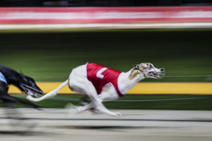 greyhound-ban-could-cut-jobs-in-feed,-fuel-and-dog-homing-industries:-trainer