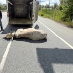 loose-bull-forces-highway-closure-in-abbotsford,-bc